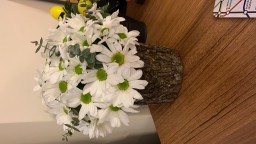 pamuk profil fotoğrafı