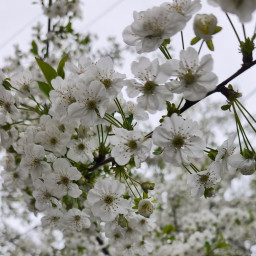 emine pir zola profil fotoğrafı