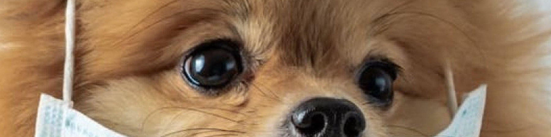 msy80 kapak fotoğrafı