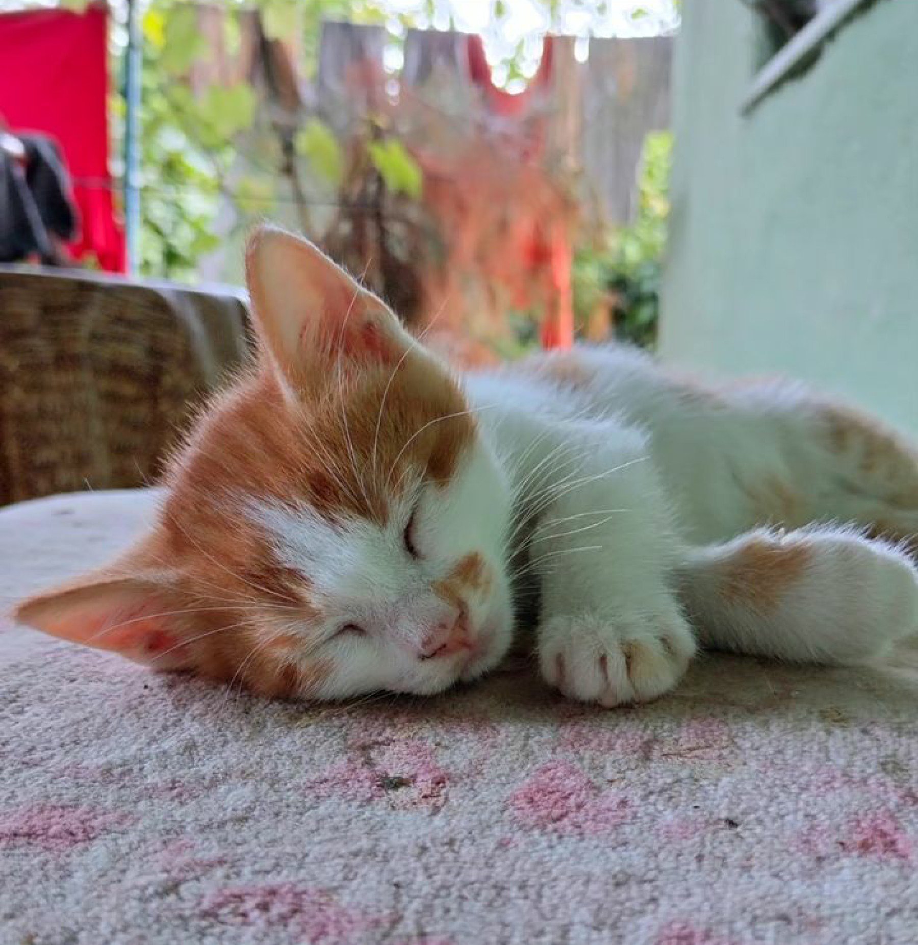 lenaloji kapak fotoğrafı