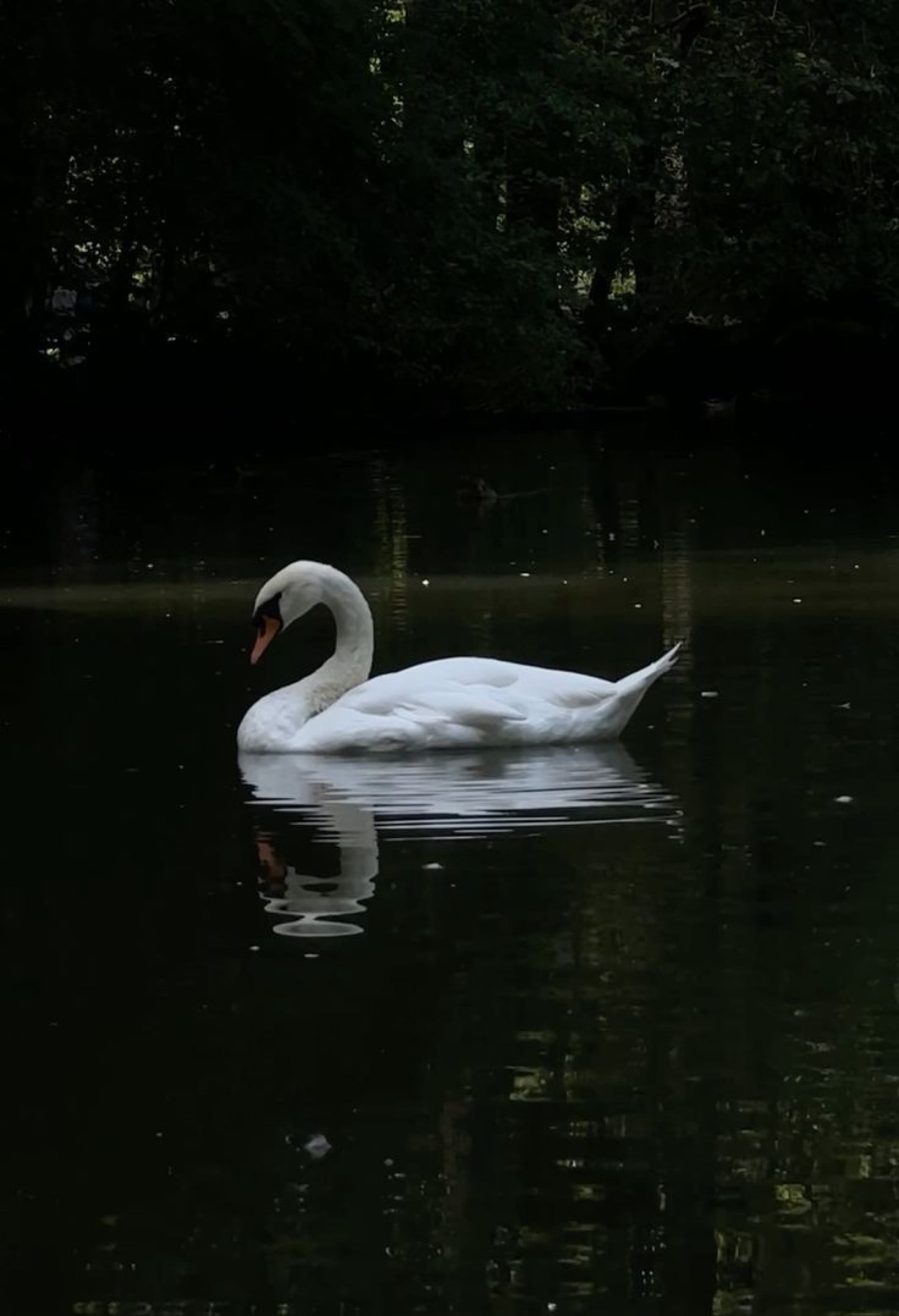 nebekliyorsunki kapak fotoğrafı