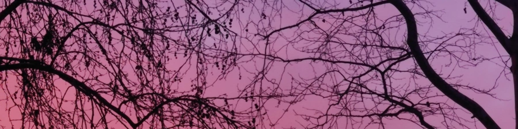 milkşeyh kapak fotoğrafı