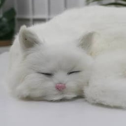 uykusuz kedi profil fotoğrafı