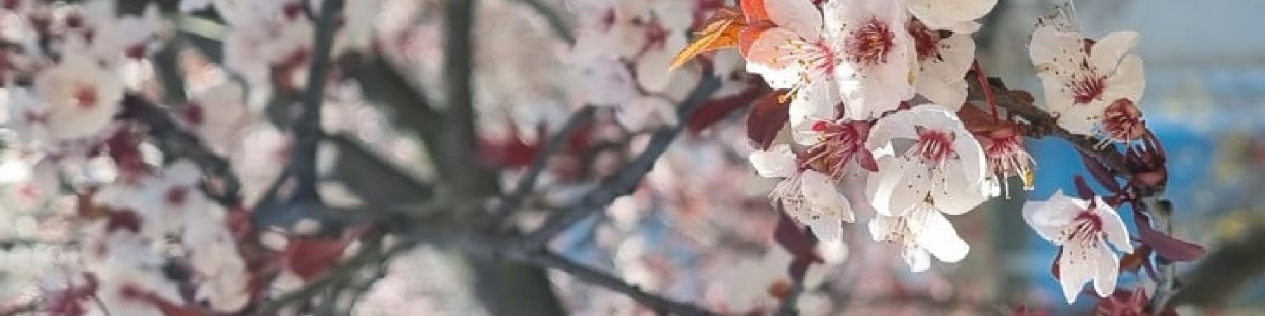 bay panda kapak fotoğrafı