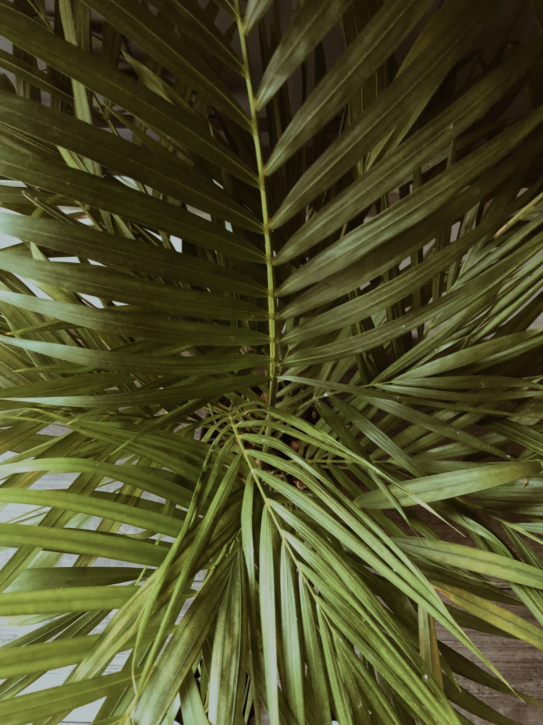 daughterofhorus kapak fotoğrafı