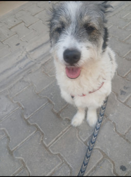 kara kedi profil fotoğrafı