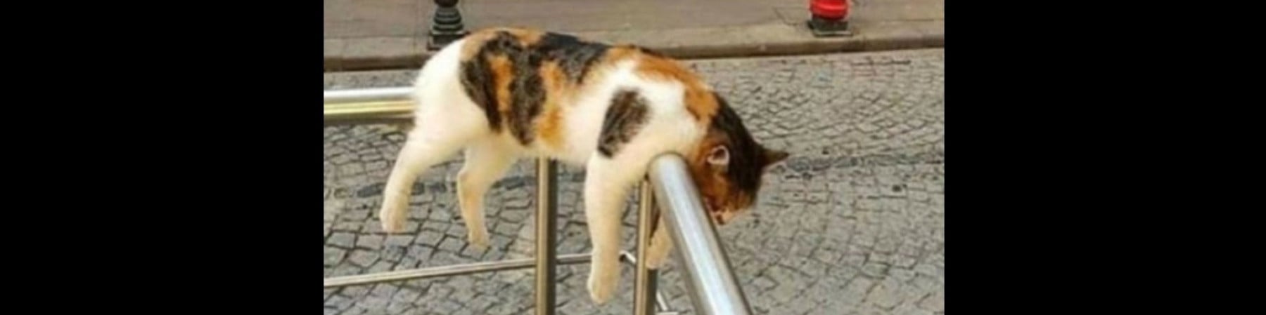 acclaim kapak fotoğrafı