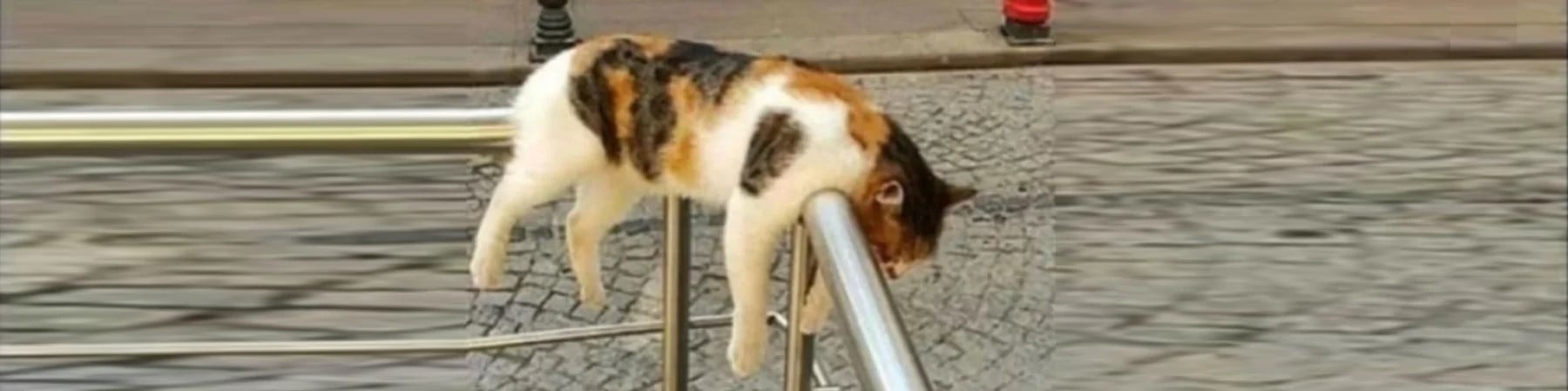 acclaim kapak fotoğrafı