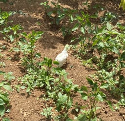 nihayetnihalesi profil fotoğrafı