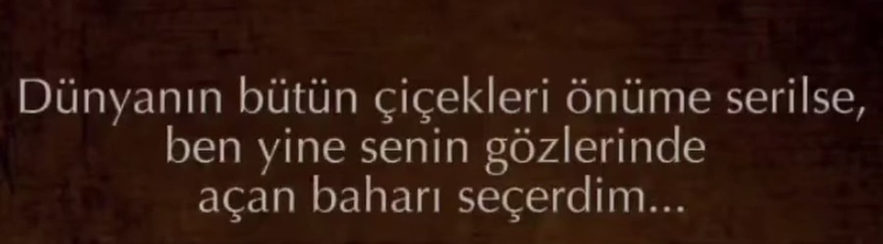 kaktus ve papatya kapak fotoğrafı