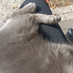 mefistomelek profil fotoğrafı