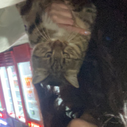 albino seyhin torunu profil fotoğrafı