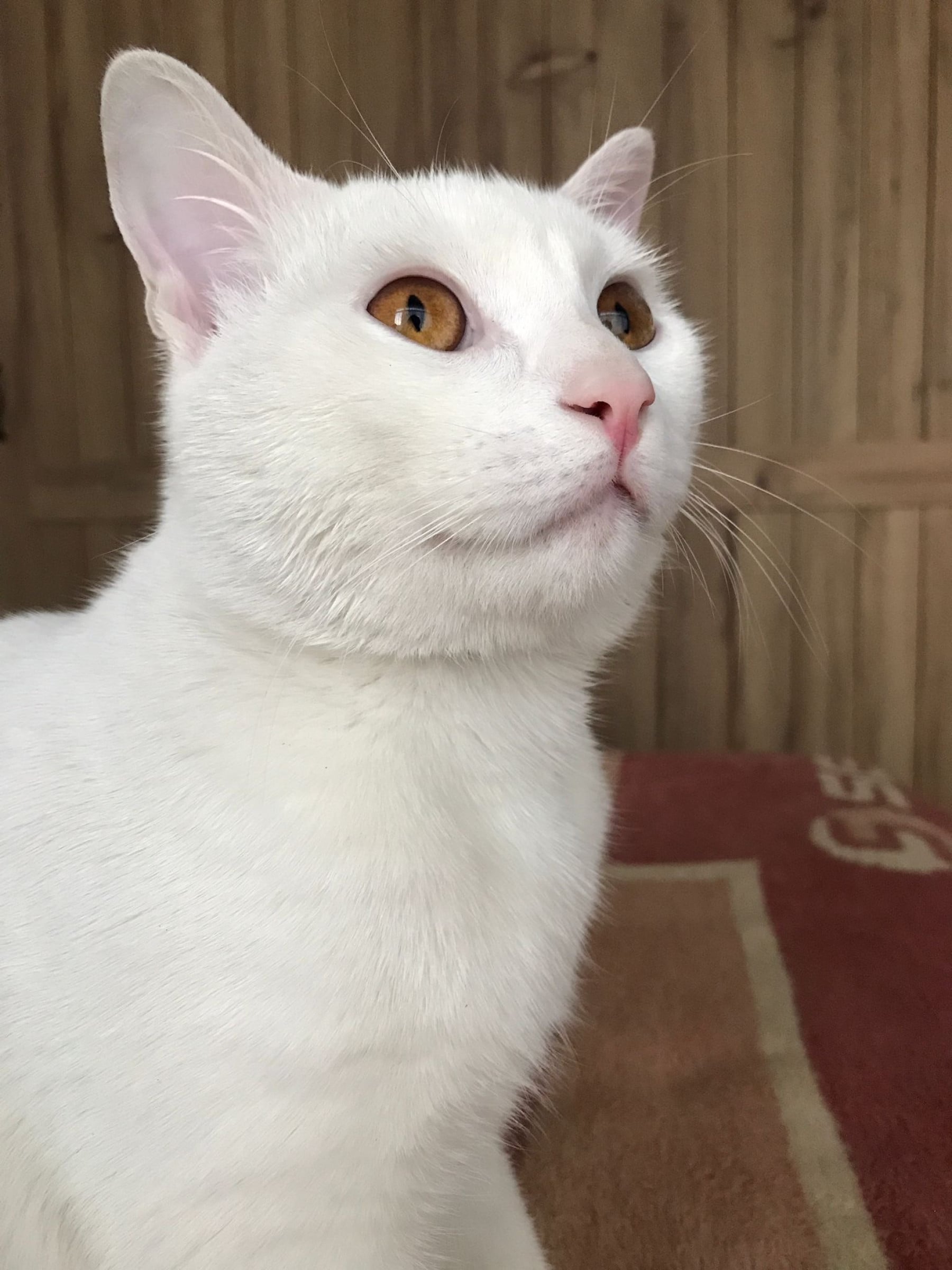 meysa kapak fotoğrafı