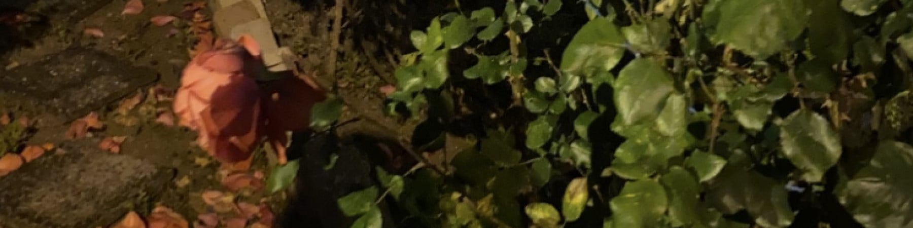 kardelin kapak fotoğrafı