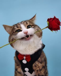 ebuwankenobi profil fotoğrafı