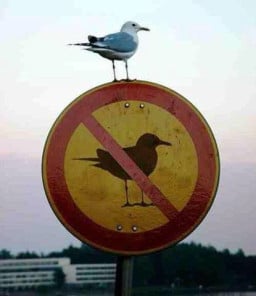 bağırmayacaktın anton profil fotoğrafı