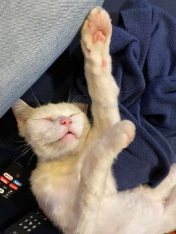 ala ad din kayqubat profil fotoğrafı