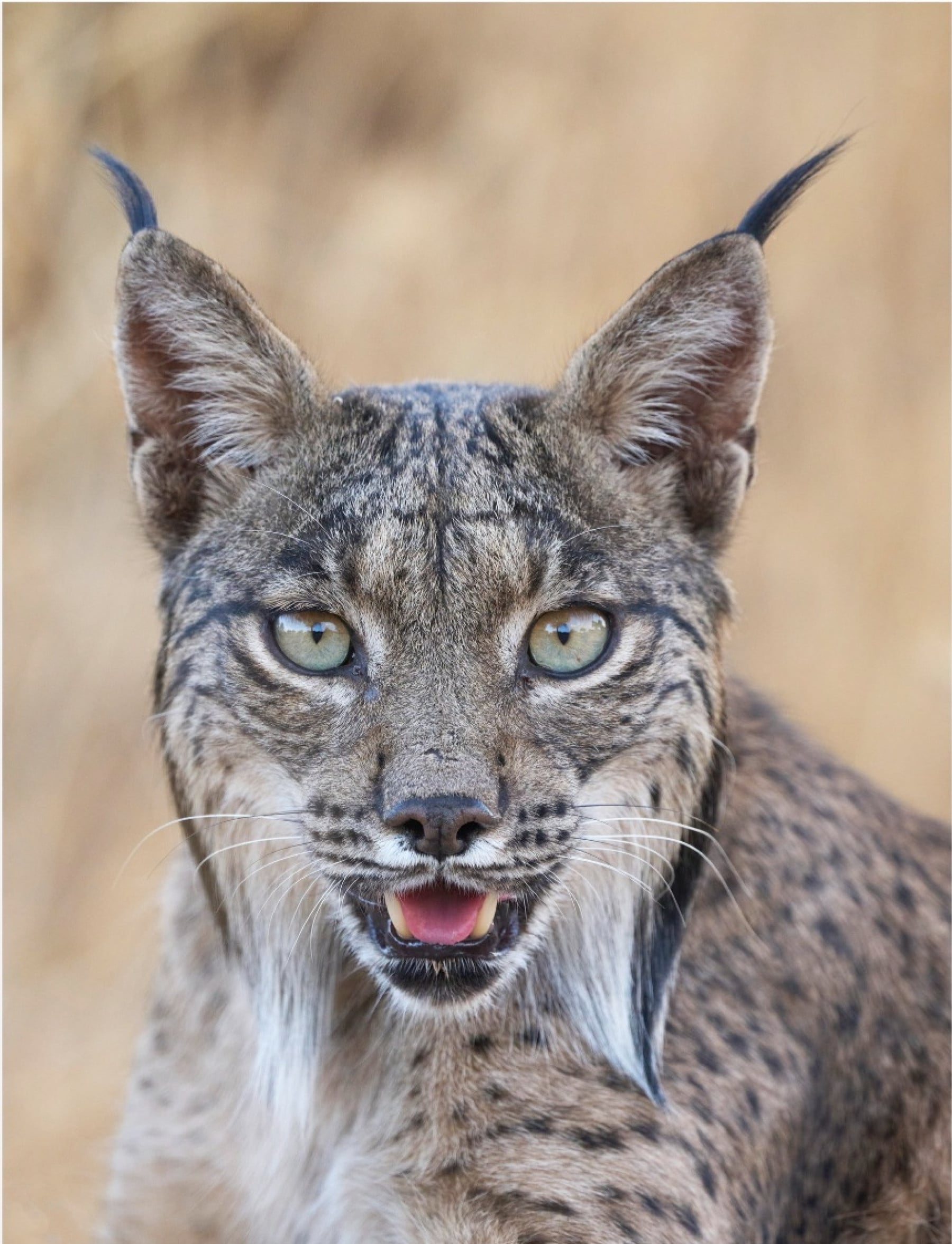 eylülduru kapak fotoğrafı