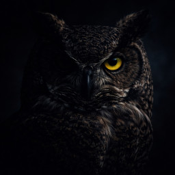 there is no one else profil fotoğrafı