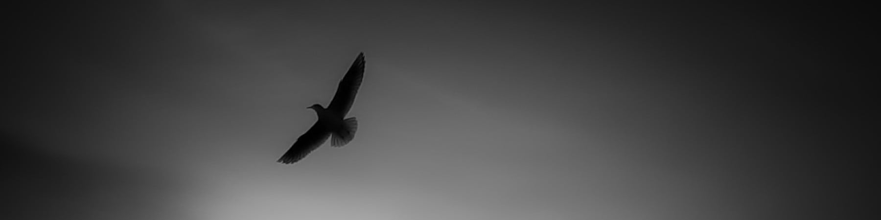 civilspideragi kapak fotoğrafı