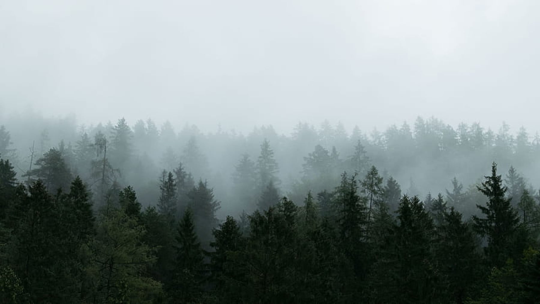 ufurukcu kedi kapak fotoğrafı