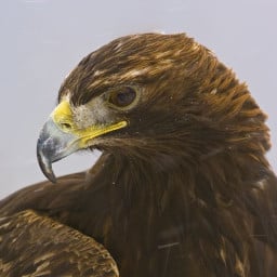 bilge tonyukuk profil fotoğrafı