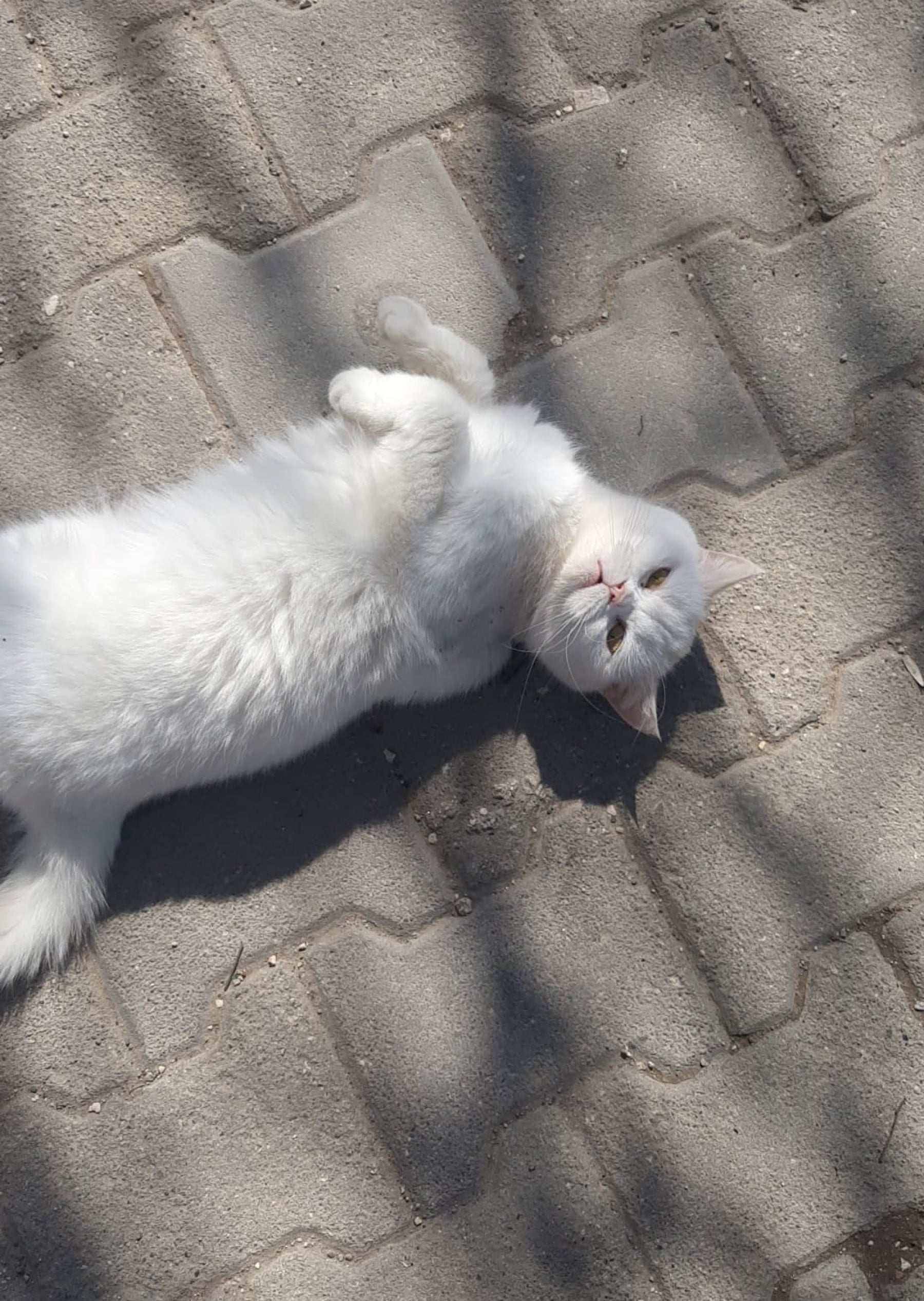 meowitslunaa kapak fotoğrafı