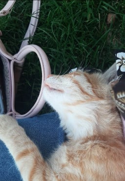 meowitslunaa profil fotoğrafı