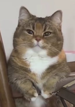 demir baybars profil fotoğrafı