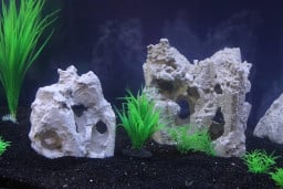 shenanigans profil fotoğrafı