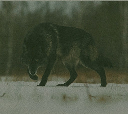 szal profil fotoğrafı