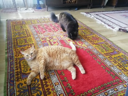 kullanıcı tarafından yüklenmiş görsel