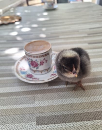 kullanıcı tarafından yüklenmiş görsel