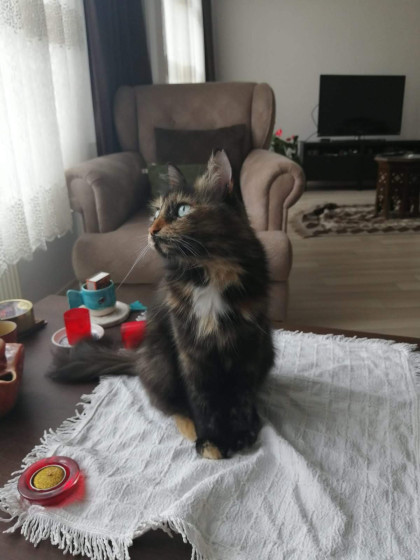 kullanıcı tarafından yüklenmiş görsel