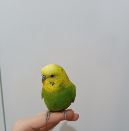 kullanıcı tarafından yüklenmiş görsel