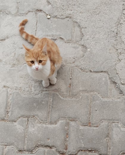 kullanıcı tarafından yüklenmiş görsel