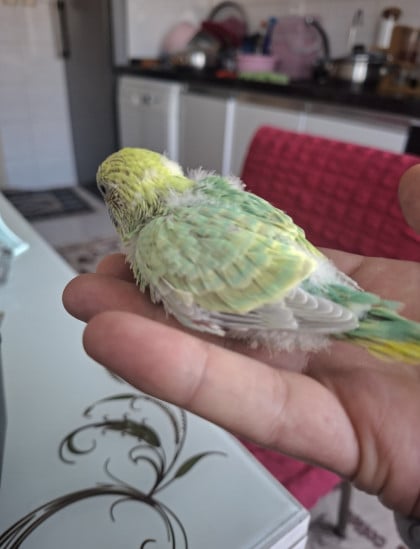 kullanıcı tarafından yüklenmiş görsel