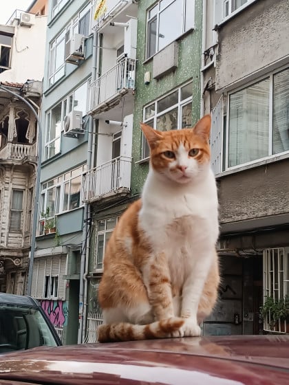 kullanıcı tarafından yüklenmiş görsel