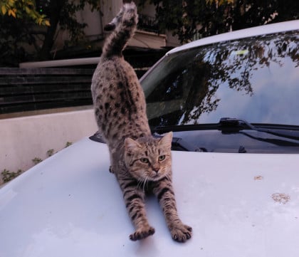 kullanıcı tarafından yüklenmiş görsel