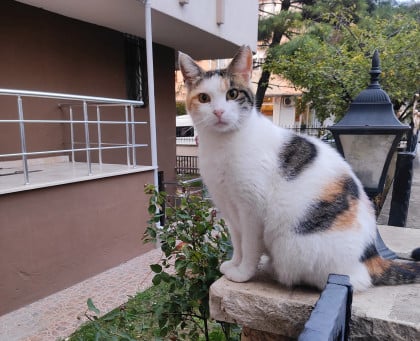 kullanıcı tarafından yüklenmiş görsel