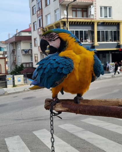 kullanıcı tarafından yüklenmiş görsel