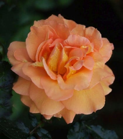 kullanıcı tarafından yüklenmiş görsel