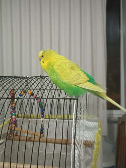 kullanıcı tarafından yüklenmiş görsel