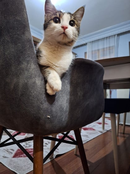 kullanıcı tarafından yüklenmiş görsel