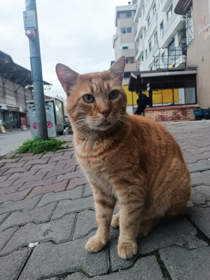 kullanıcı tarafından yüklenmiş görsel