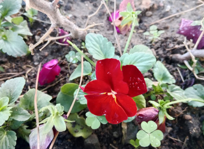 kullanıcı tarafından yüklenmiş görsel