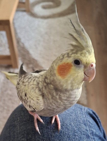 kullanıcı tarafından yüklenmiş görsel