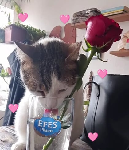 kullanıcı tarafından yüklenmiş görsel