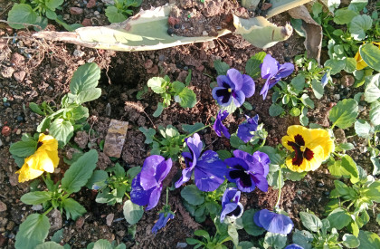 kullanıcı tarafından yüklenmiş görsel