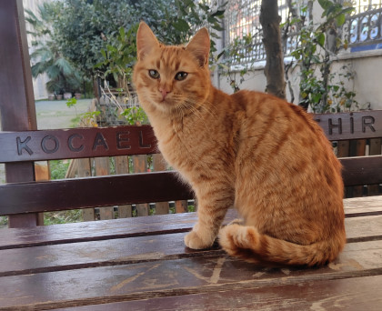 kullanıcı tarafından yüklenmiş görsel